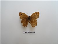 藏品(白漪波眼蝶)的圖片